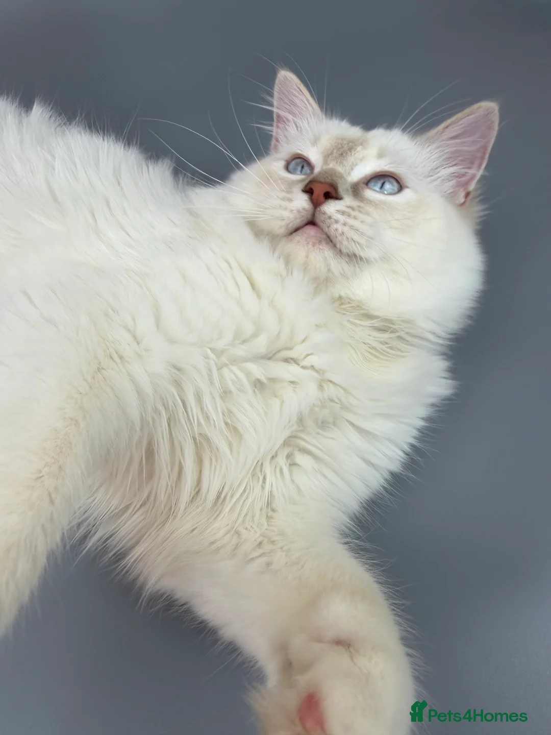 Ragdoll cats for sale: BONDED RAGDOLL BROTHERS - HEALTH TESTED PARENTS - Advert 12