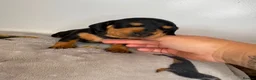 Miniature Dachshund dogs for sale: 3 beautiful girls  - Advert 5