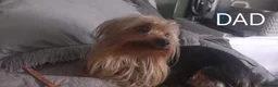 Chorkie dogs for sale: 5 beautiful Chorkie pups ready to go now 4g 1 boy - Advert 3