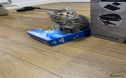 Persian cats for sale: Persian Cross Kittens  - Image 9
