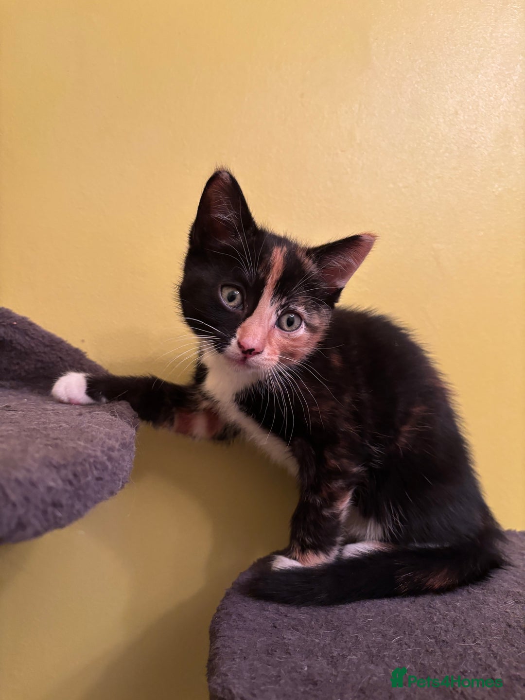 Mixed Breed cats for sale: 2 gorgeous female tabby kittens for sale. - Advert 3