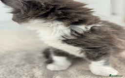 Ragdoll cats for sale: RAGDOLL MIX KITTENS FOR SALE - Image 12