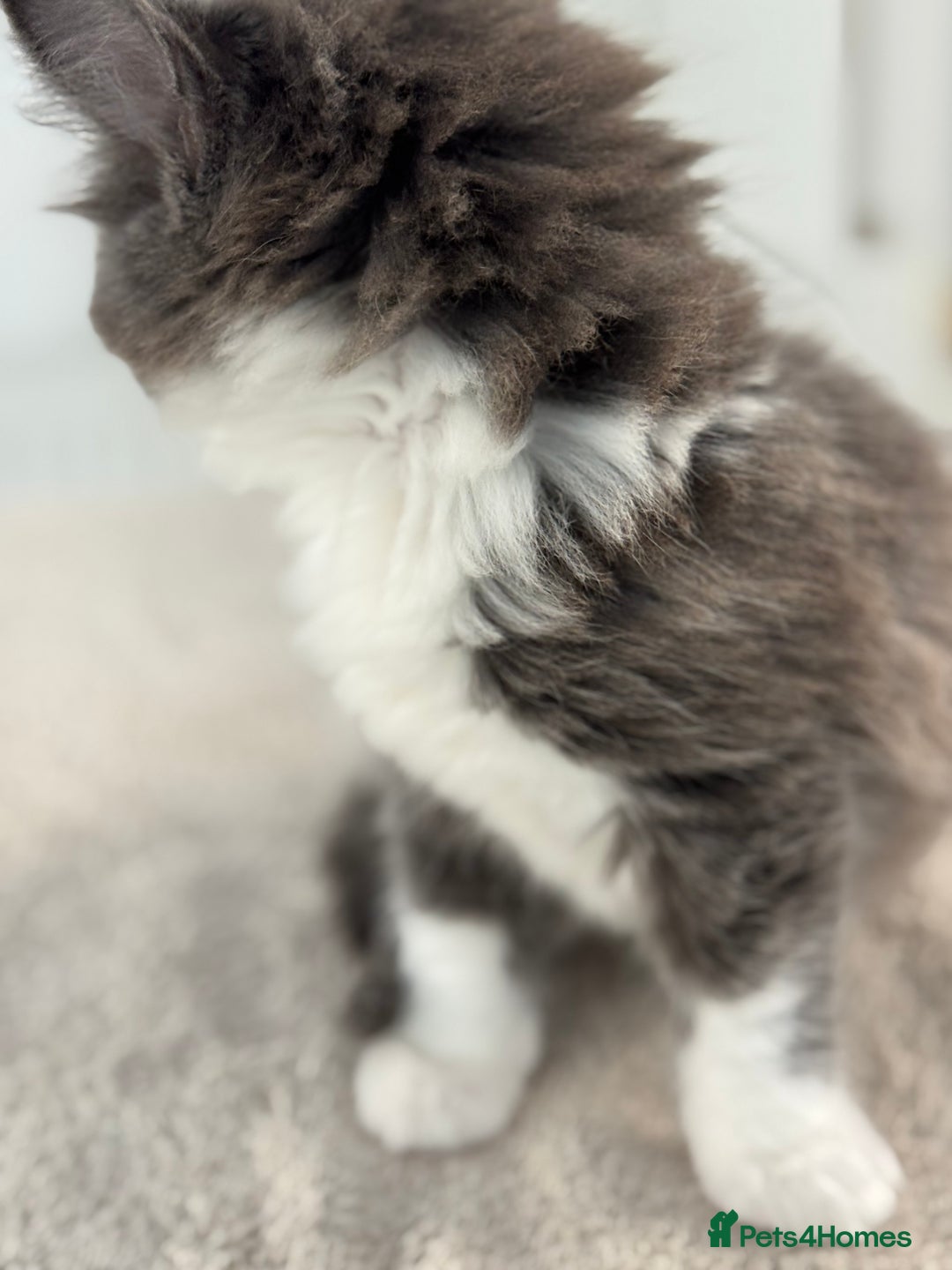 Ragdoll cats for sale: RAGDOLL MIX KITTENS FOR SALE - Image 12