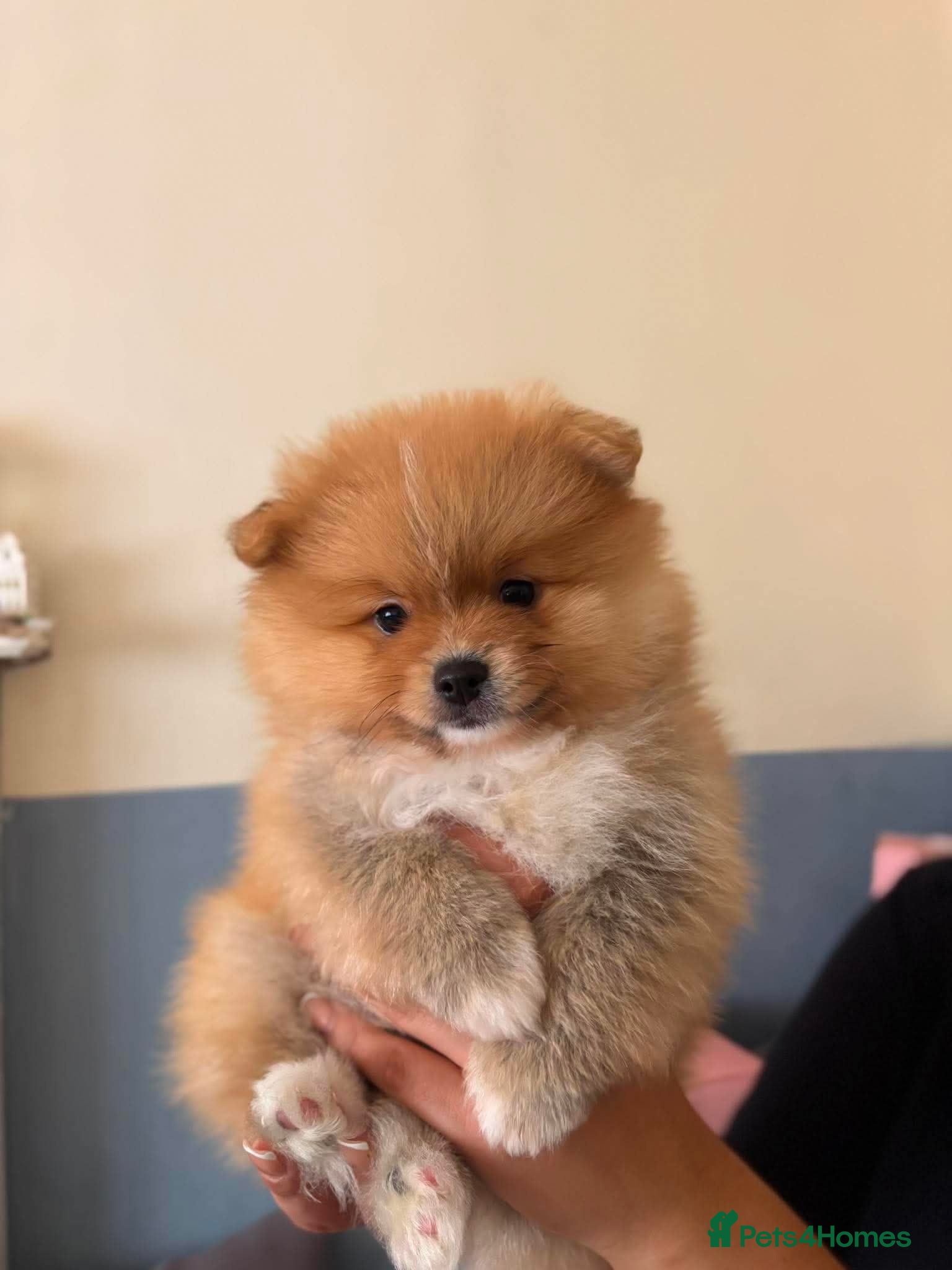 Pomeranian dogs  Pomeranian Puppies  - Advert 16
