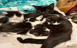 Mixed Breed cats for sale: Kittens  - Image 13