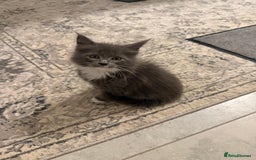 Maine Coon cats for sale: Beautiful Mainecoon kittens - Image 7