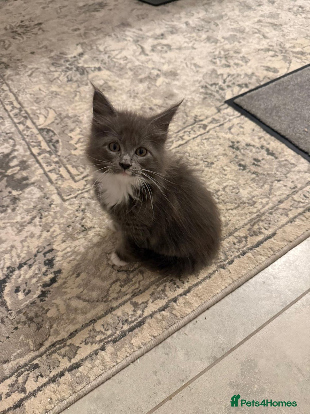 Maine Coon cats for sale: Beautiful Mainecoon kittens - Image 7