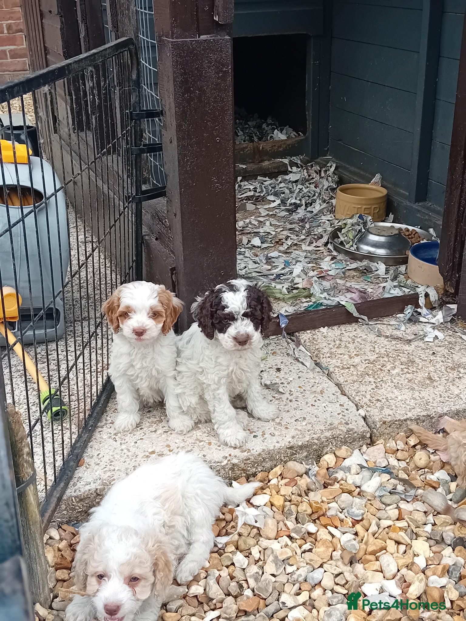 Cockapoo dogs Beautiful cockerpoos - Advert 1