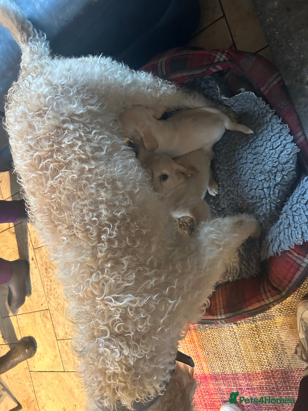 Mixed Breed dogs for sale: Cavapoo Puppies - Advert 9