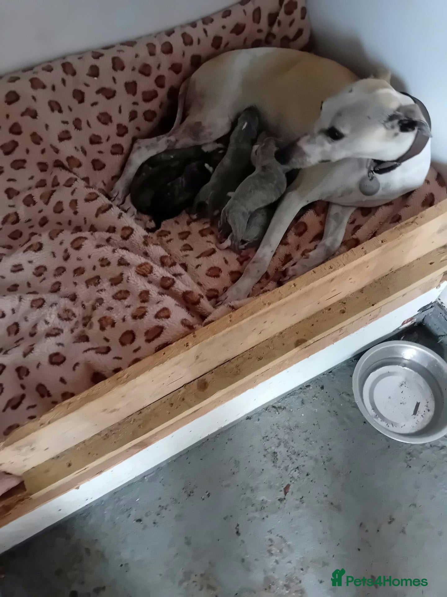 Whippet dogs Whippet puppies - Advert 3