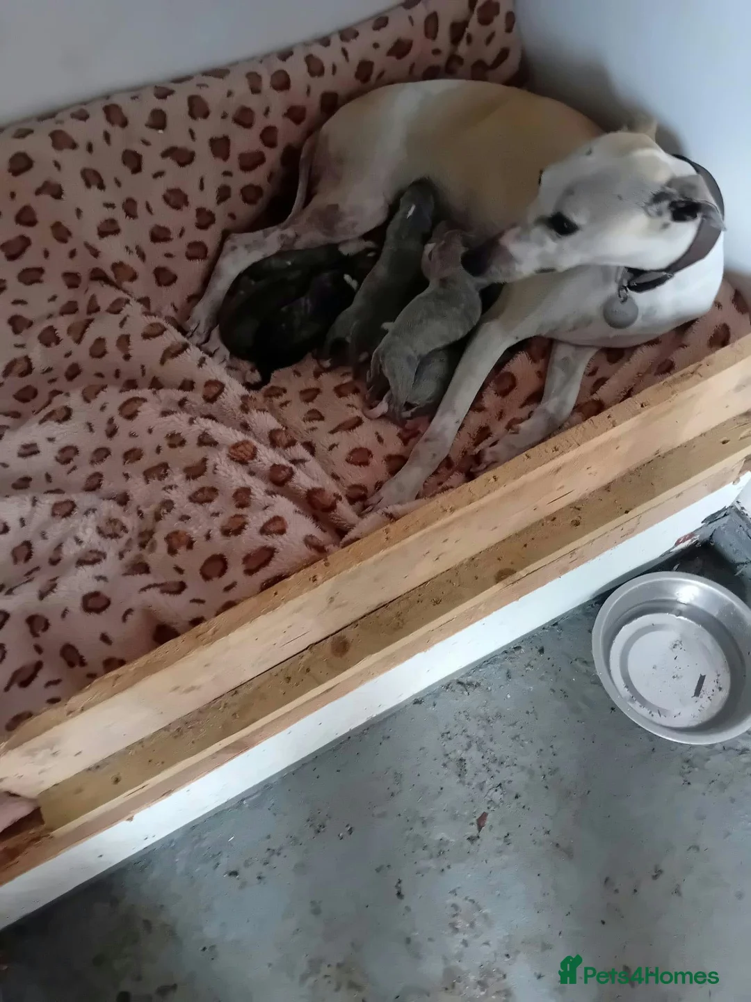 Whippet dogs for sale: Whippet puppies in Chesterfield - Advert 1