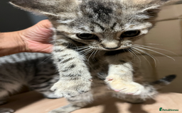 Domestic Shorthair cats for sale: 2 Male 1 Female Tabby Cats - Silver Tabby Mother - Image 8