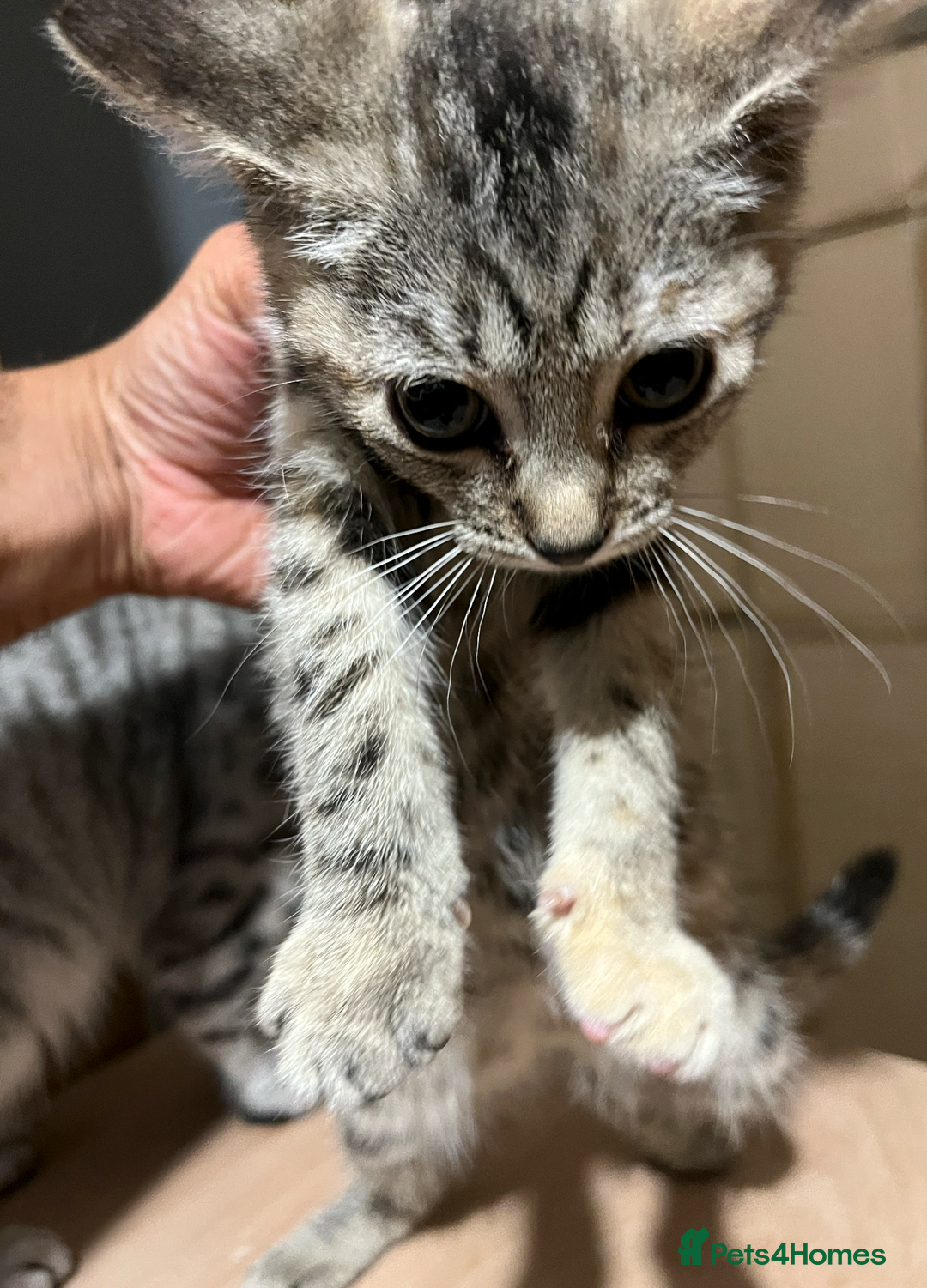 Domestic Shorthair cats for sale: 2 Male 1 Female Tabby Cats - Silver Tabby Mother - Image 8