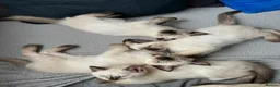 Siamese cats for sale: Beautiful Siamese x Ragdoll Kittens - Advert 1