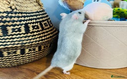 Rat rodents for sale: 4 female rats for sale  - Image 2