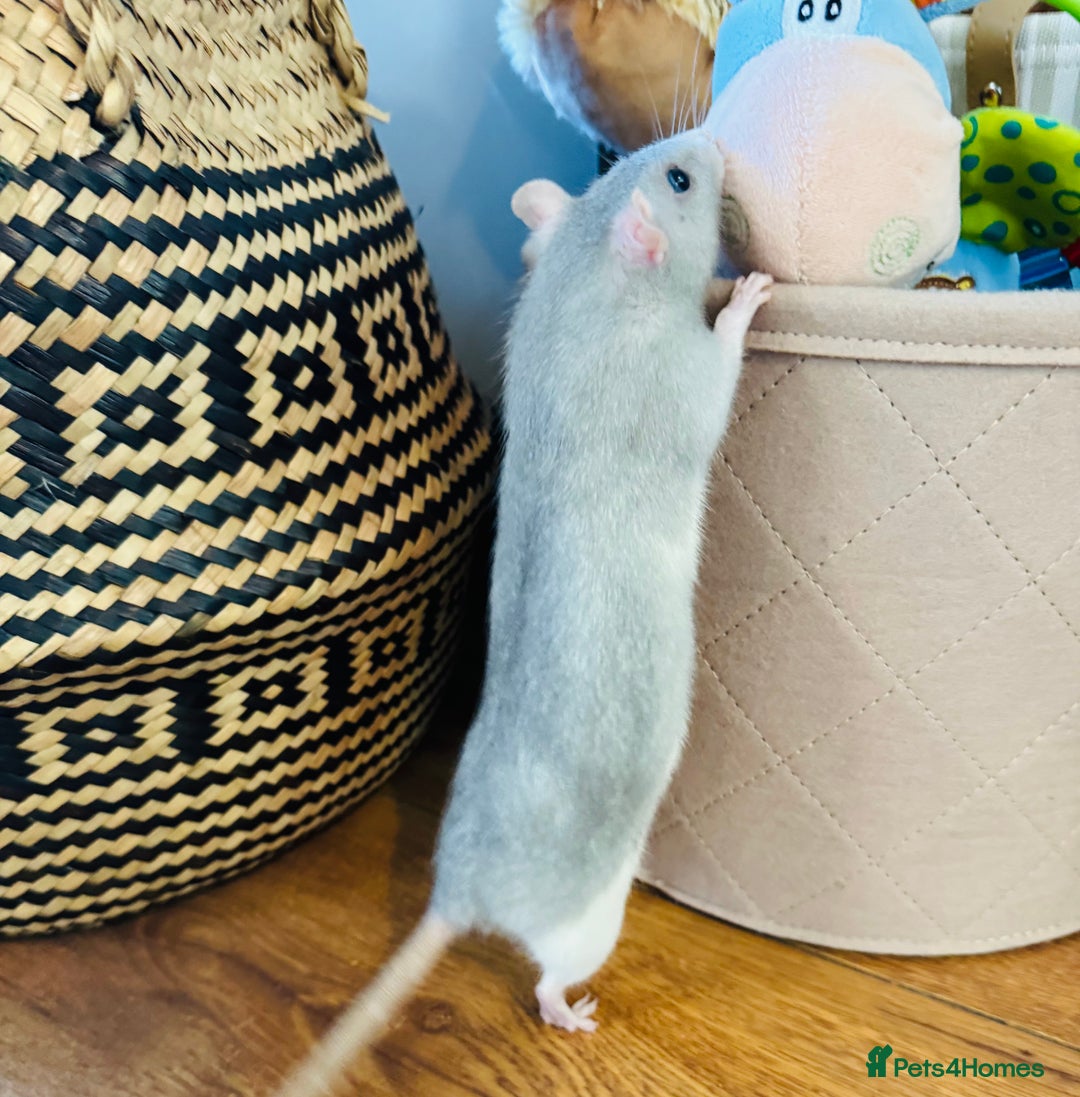 Rat rodents for sale: 4 female rats for sale  - Image 2