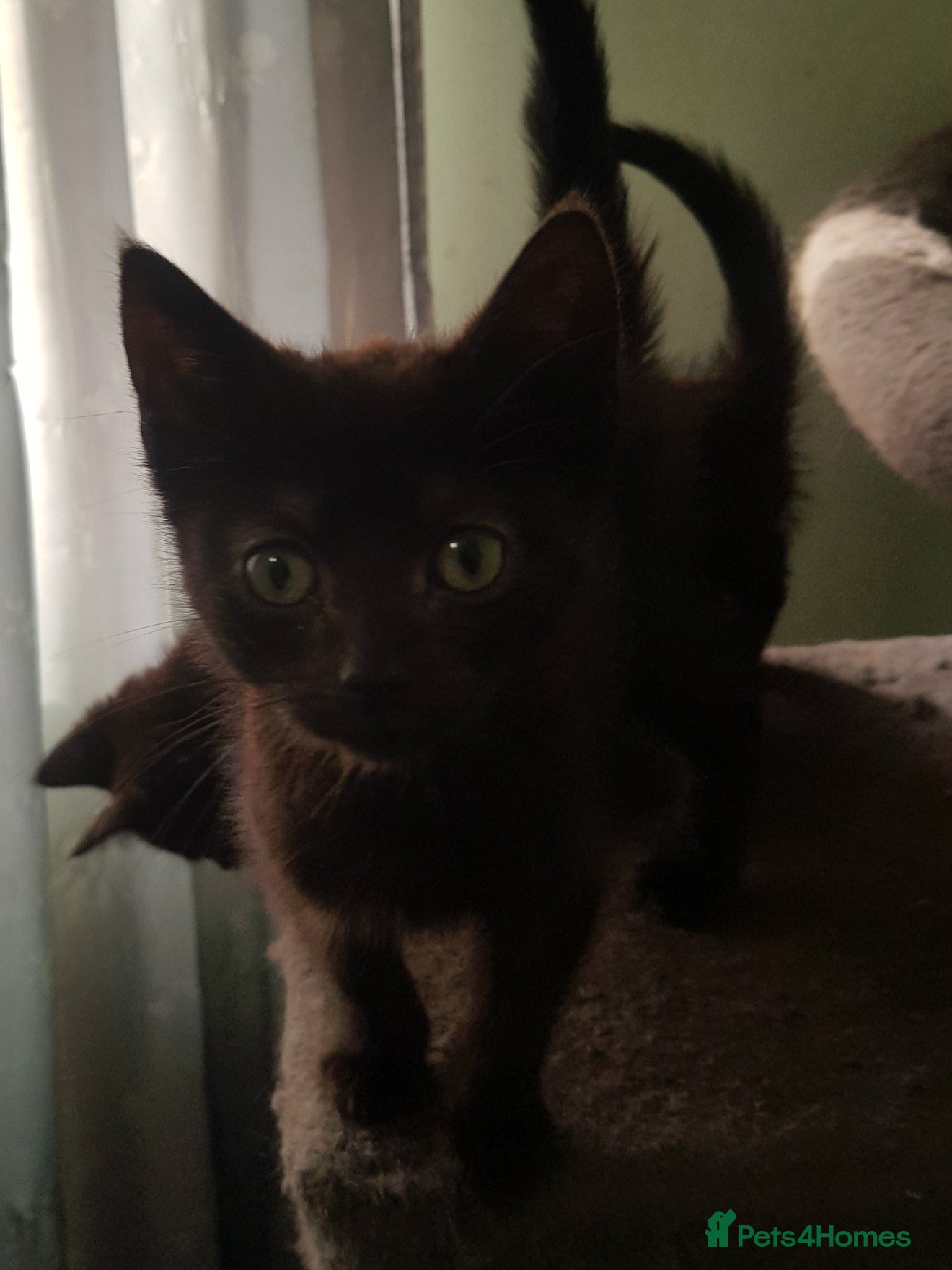 Mixed Breed cats Boy Kittens Ready Now - Advert 1