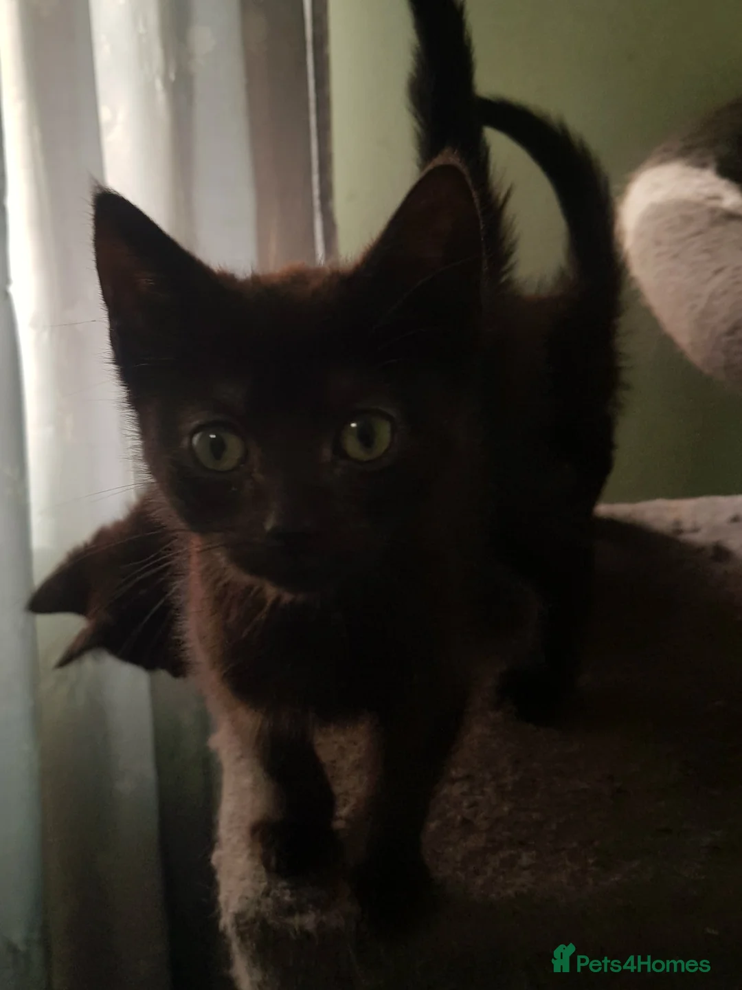 Mixed Breed cats for sale: Boy Kittens Ready Now in Slough - Advert 1