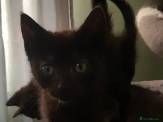 Mixed Breed cats Boy Kittens Ready Now - Advert 1