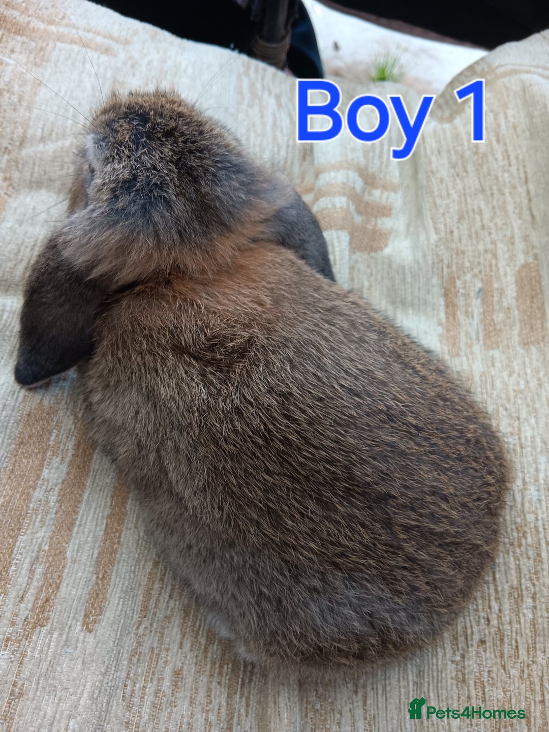 Mini Lop rabbits for sale: Three Beautiful Mini Lop Bunnies Left - Image 5