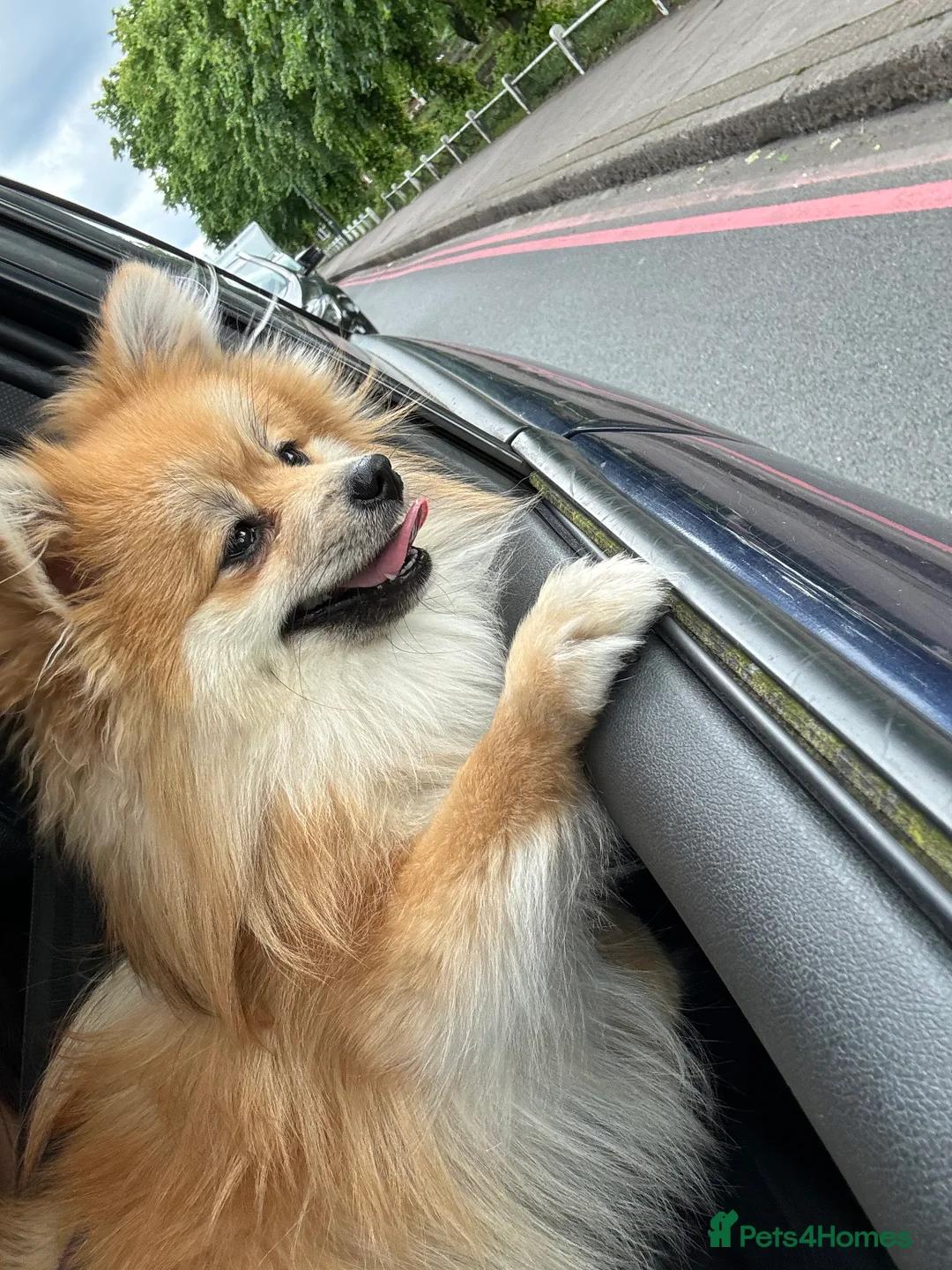 Pomeranian dogs for sale: Simba  - Advert 3