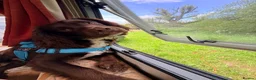 Cocker Spaniel dogs for stud: Kc reg Cocker spaniel - working - stud dog - Advert 2