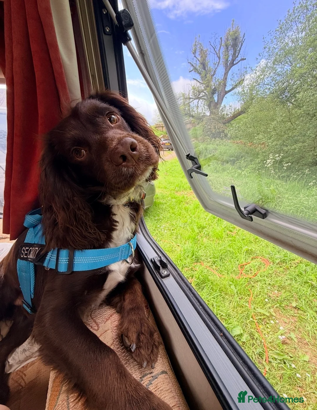 Cocker Spaniel dogs for stud: Kc reg Cocker spaniel - working - stud dog - Advert 2