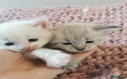 Ragdoll cats for sale: Full ragdoll kittens flame and seal  - Image 5