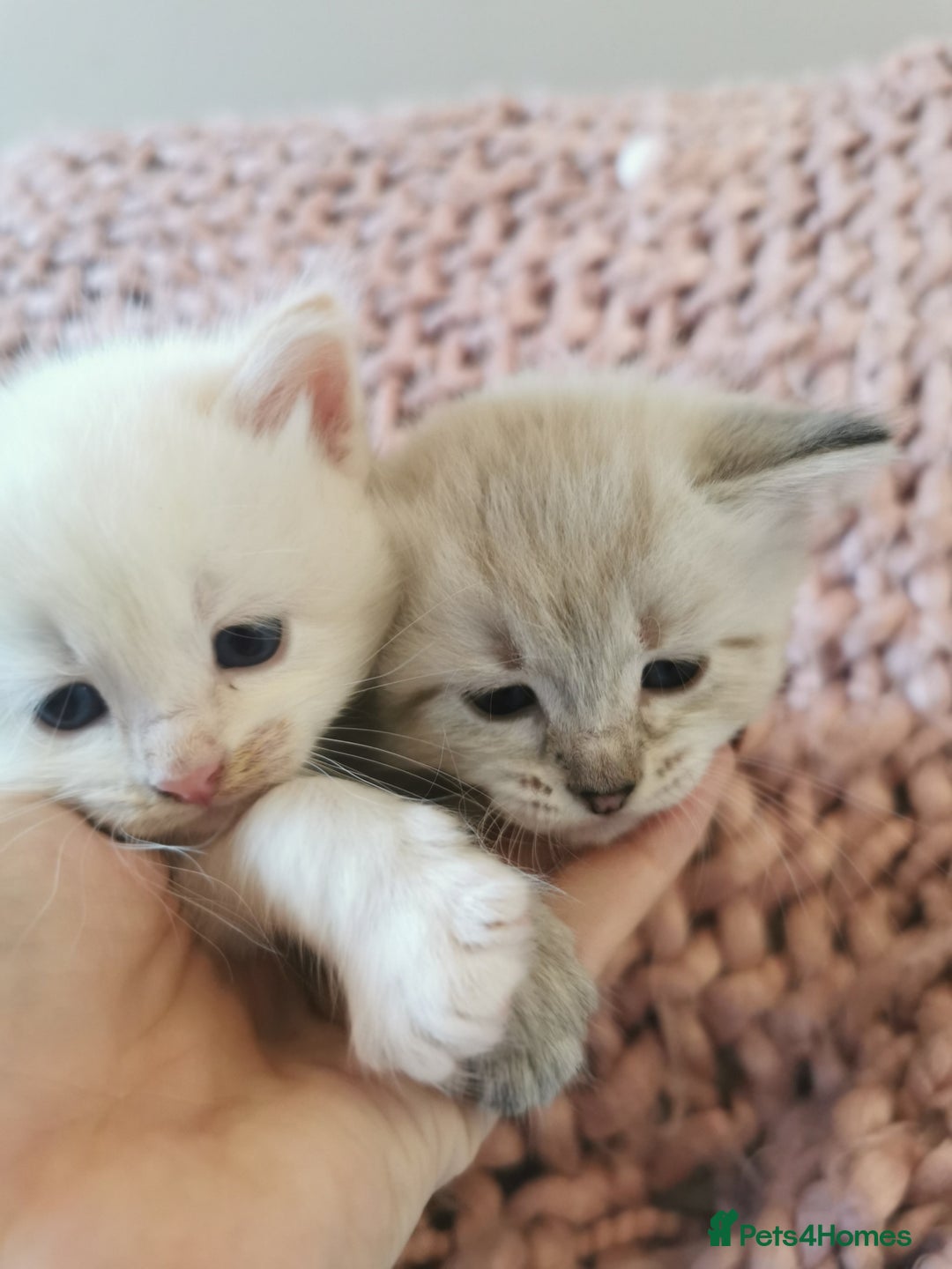 Ragdoll cats for sale: Full ragdoll kittens flame and seal  - Image 5