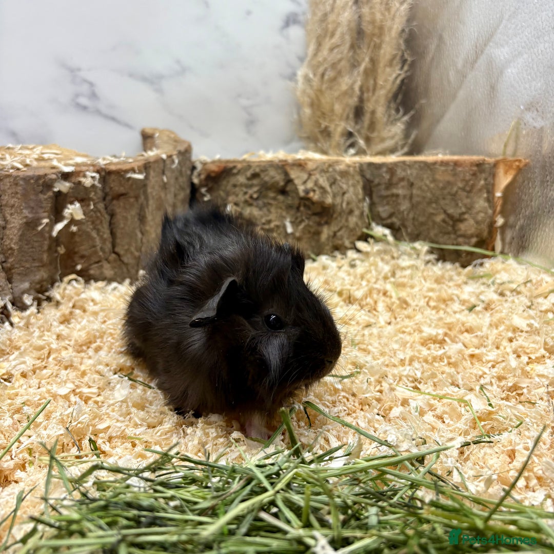 Guinea Pig rodents for sale: LOTS OF GUINEA PIGS FOR SALE 💗 - Image 4