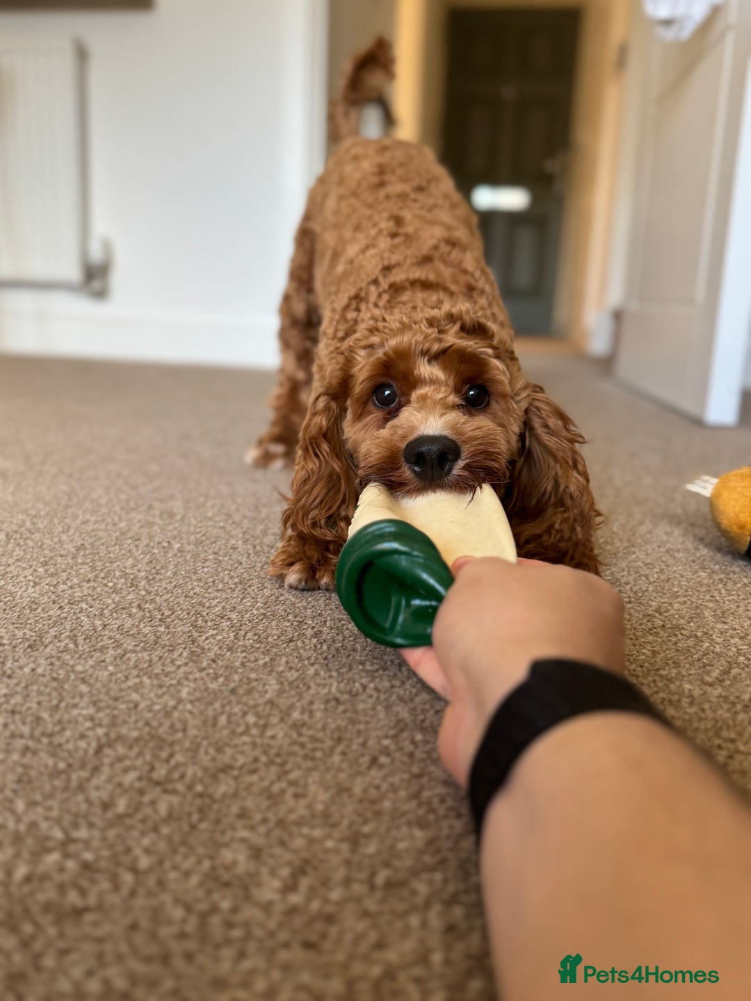 Cockapoo dogs for sale: 2 Male Cockapoos need a home :( - Image 9