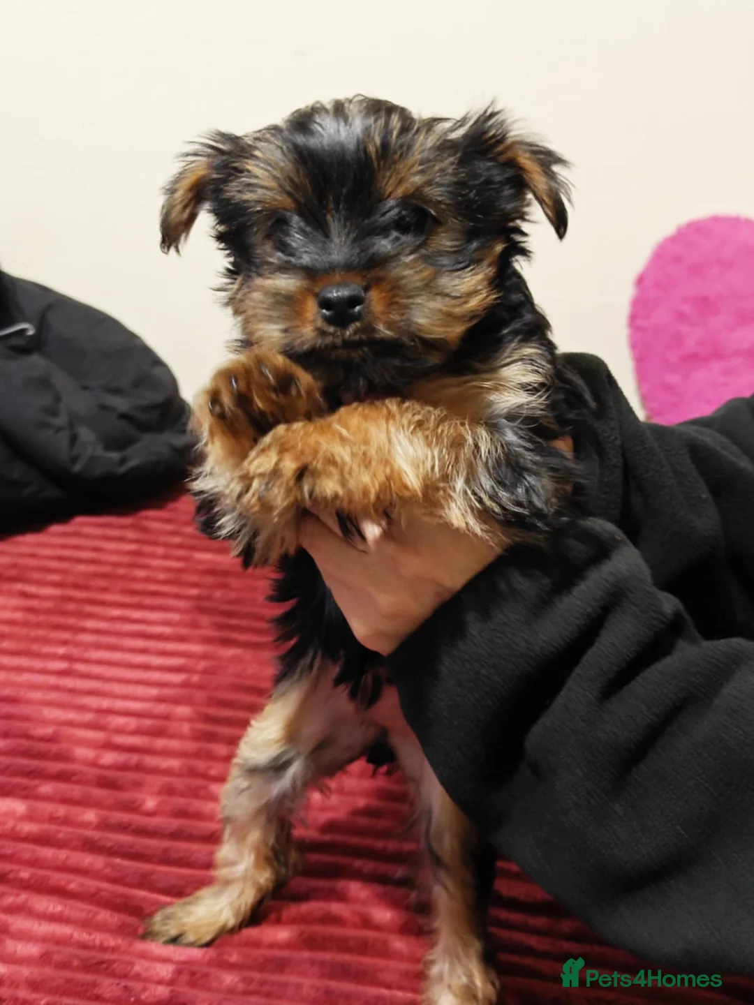 Yorkshire Terrier dogs for sale: For Sale – Yorkshire Terrier Puppy (Female) 🐶 - Advert 4
