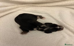 Cocker Spaniel dogs for sale: Cocker Spaniel Pups Seeking Forever Homes!💖 - Image 25
