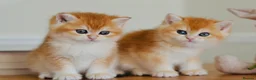 British Shorthair cats for sale: GCCF/TICA Stunning Golden BSH Chinchilla Kittens - Advert 11