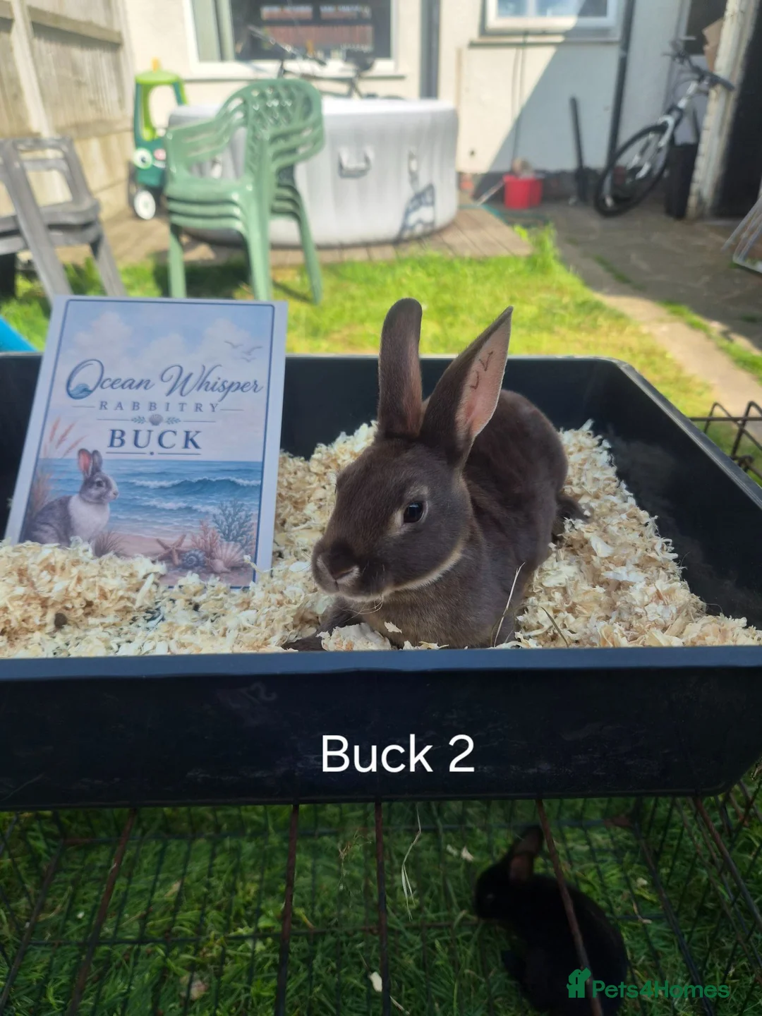 Rex rabbits for sale: Beautiful Mini Rex Baby Bunnies 2 Stunning Litters - Advert 1
