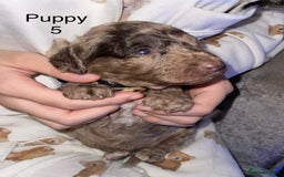 Cockapoo dogs for sale: Adorable 🐶 Cockapoo Pups 🐶 x6 Ready for new home - Advert 13