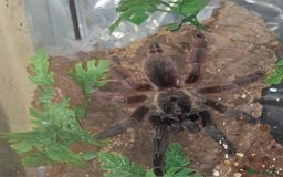 Tarantulas invertebrates for sale: If the list is here, they are available  in Loughborough - Image 1