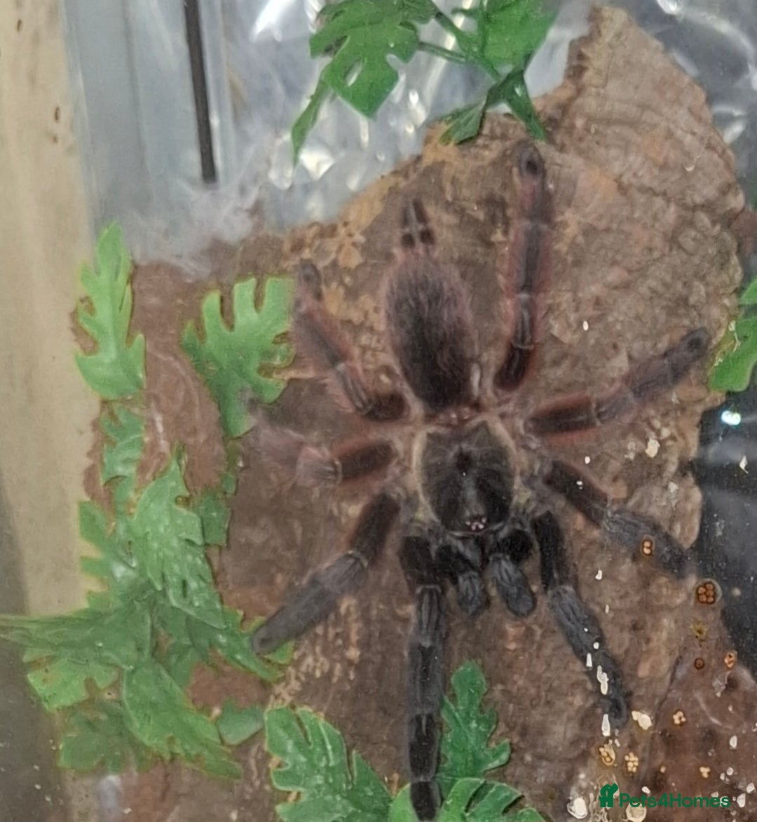 Tarantulas invertebrates for sale: If the list is here, they are available  in Loughborough - Image 1