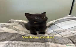 British Shorthair cats for sale: British blue short hair/crossed  - Image 8
