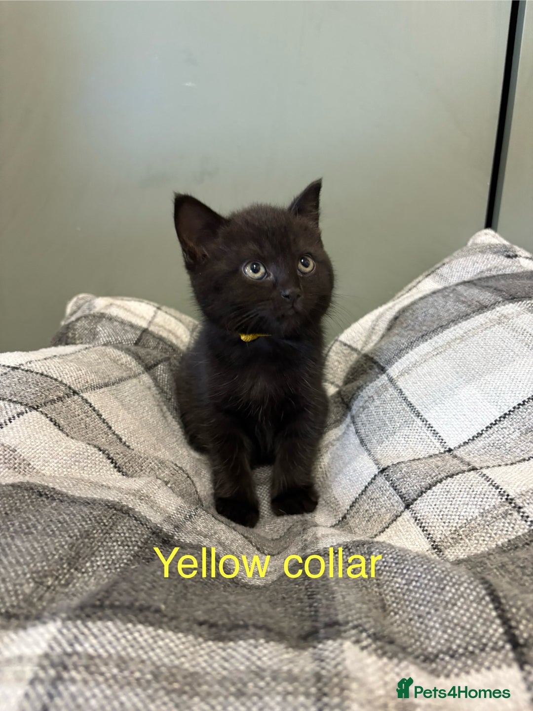 British Shorthair cats for sale: British blue short hair/crossed  - Image 8