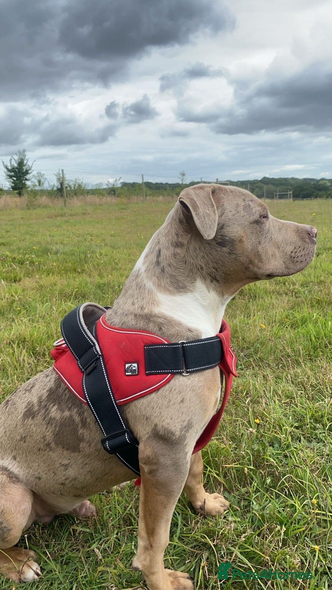 Staffordshire Bull Terrier dogs for stud:  Blue - Image 6