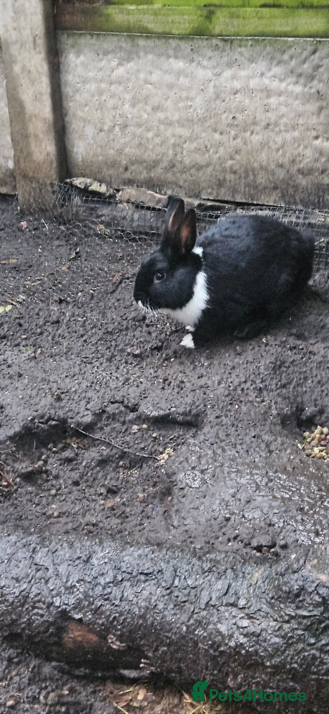 Mixed Breed rabbits for sale: 3 weeks old so cute 💕 - Advert 17