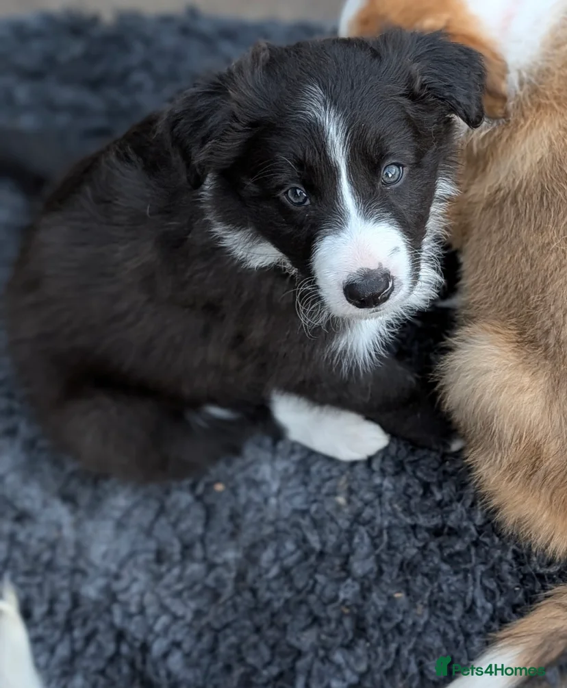 Seal Border Collie boy for sale in Retford | Pets4Homes