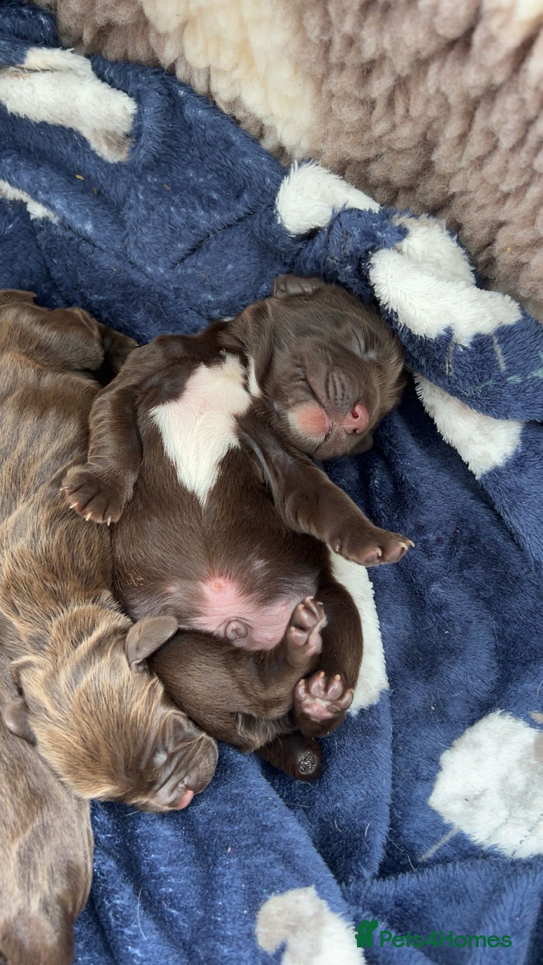 Sprocker dogs for sale: Chocolate sprocker spaniel puppies  - Image 1