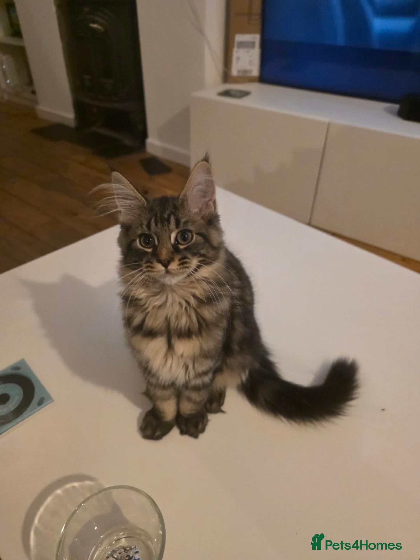 Maine Coon cats Ready now Pure breed Maine coons kittens 1g & 2b - Advert 1