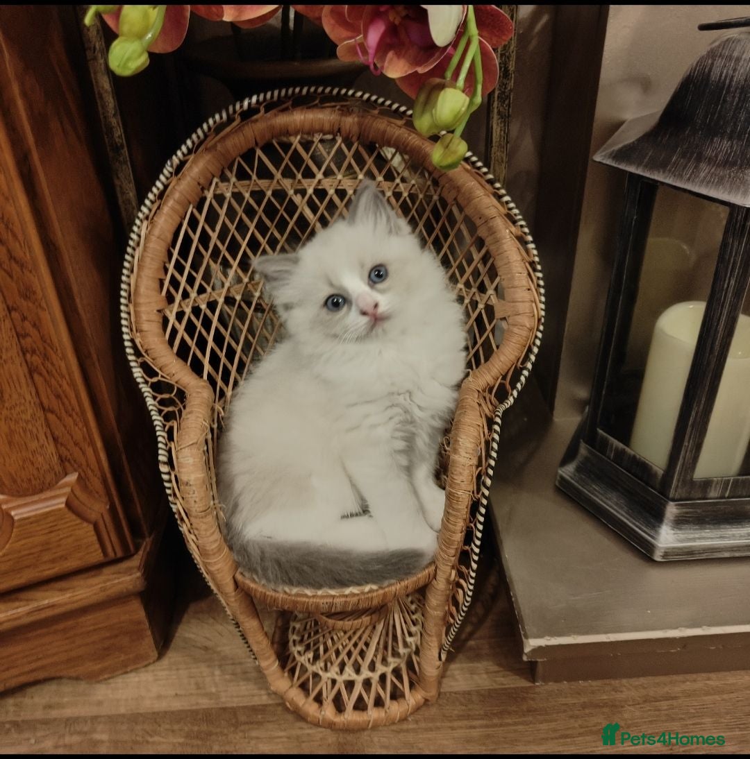 Ragdoll cats Ragdoll kittens  - Advert 12