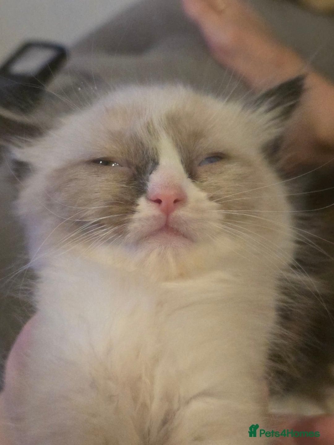 Ragdoll cats for sale: 4 pure ragdolls. 21st of Dec Reservation taken now - Advert 17