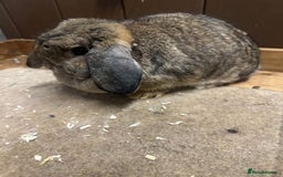 Dwarf Lop rabbits for sale:  2 dwarf lop does  - Advert 1