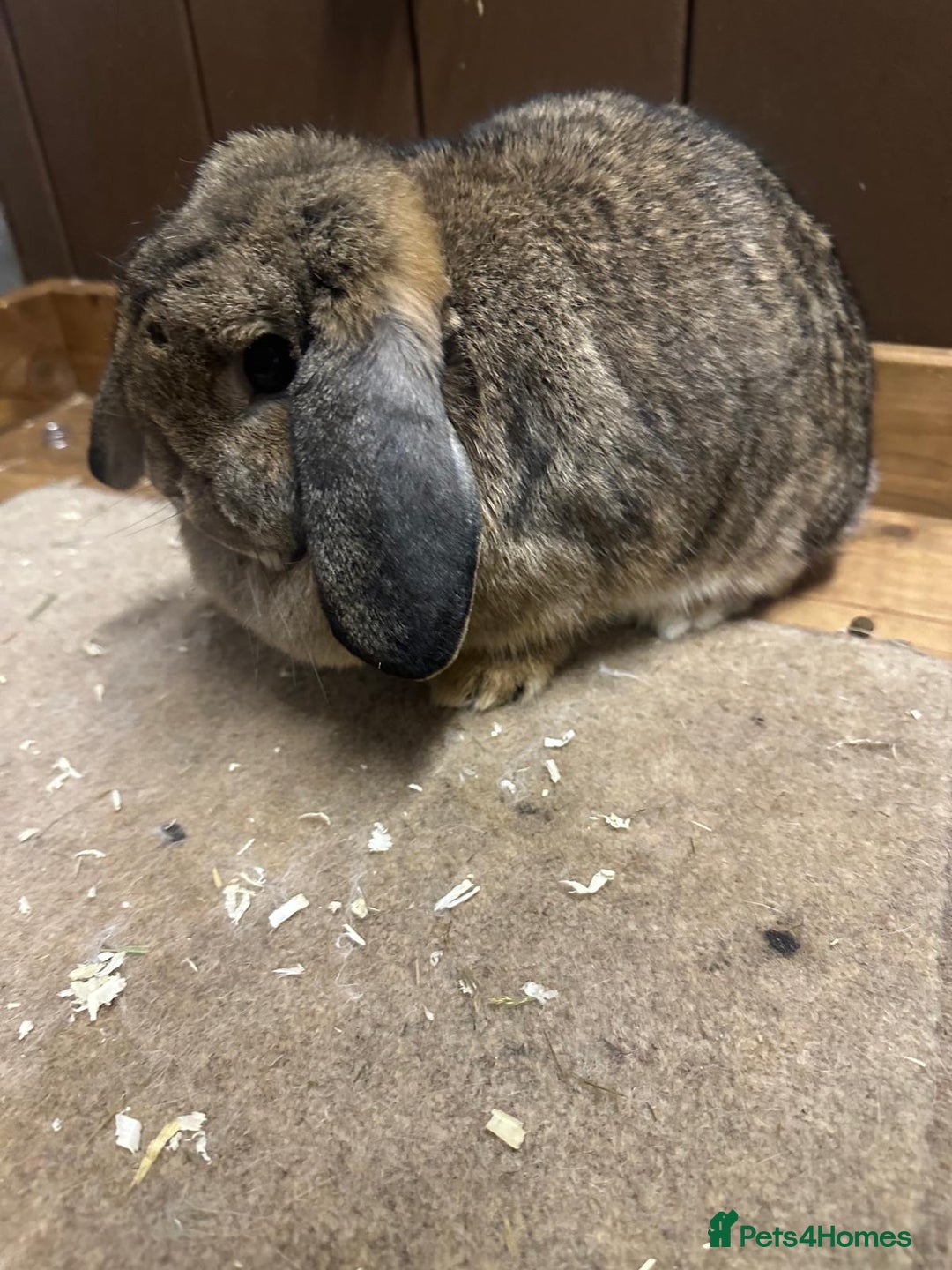 Dwarf Lop rabbits for sale:  2 dwarf lop does  - Advert 1