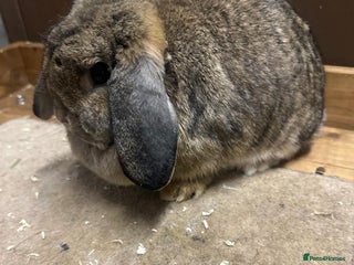 Dwarf Lop rabbits 2 dwarf lop does - Advert 1